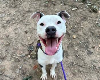 POPSICLE -  Pit Bull Terrier Dog for Adoption in Charlotte, North Carolina - POPSICLE | PetCurious