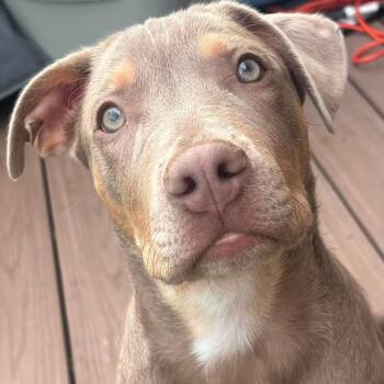 Parker -  Labrador Retriever and Weimaraner Dog for Adoption in Alma, Wisconsin - Parker | PetCurious