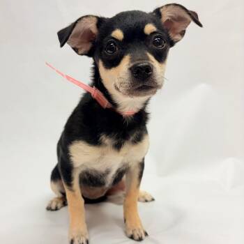 716 (2026) Via -  Chihuahua and Mixed Breed Dog for Adoption in Parker, Colorado - 716 (2026) Via | PetCurious