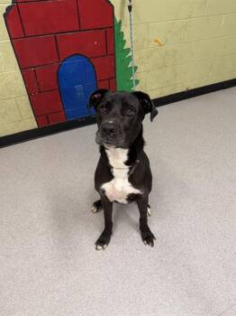 Rescue Labrador Retriever and Mixed Breed Dogs for Adoption in Indianapolis, Indiana - BOSCO | PetCurious