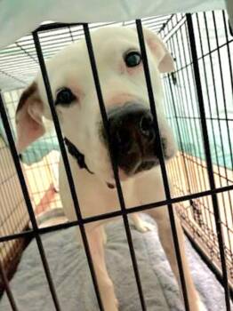 American Bulldog Dogs Available for Adoption - Kirby | PetCurious