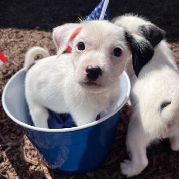 Stars -  Terrier Dog for Adoption in Salisbury, North Carolina - Stars | PetCurious