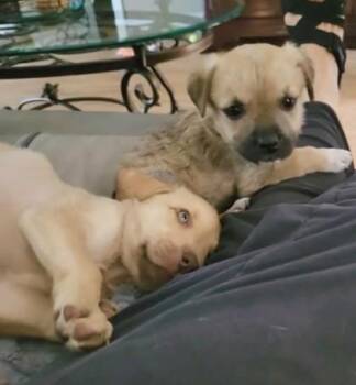 Tami -  Mixed Breed Dog for Adoption in Morristown, New Jersey - Tami | PetCurious