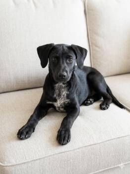 Mixed Breed Dogs Available for Adoption in Ossining, New York - Sweetie | PetCurious