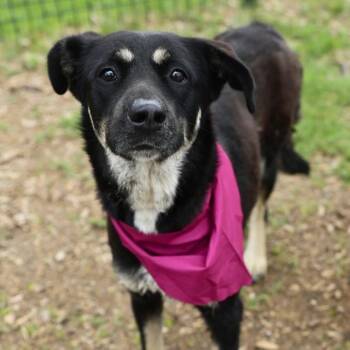 German Shepherd Dog Dogs Available for Adoption in San Antonio, Texas - ESTRALLA | PetCurious