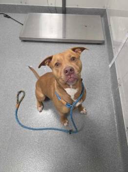 Mixed Breed Dogs Available for Adoption in Sevierville, Tennessee - Zula | PetCurious