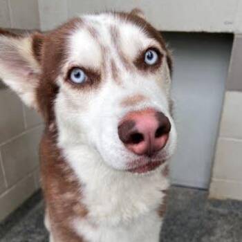 Husky Dogs Available for Adoption in Jeffersonville, Indiana - Minka | PetCurious