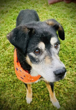 Rescue Terrier Dogs for Adoption in Tulsa, Oklahoma - Mister | PetCurious