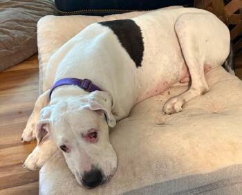 Beau - BONDED PAIR -  Great Dane Dog for Adoption in Larkspur, Colorado - Beau - BONDED PAIR | PetCurious