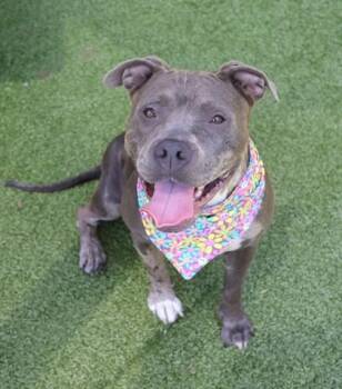 Rock -  Mixed Breed Dog for Adoption in Athens, Georgia - Rock | PetCurious
