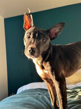 Rat Terrier Dogs Available for Adoption in Detroit, Michigan - Cartman | PetCurious