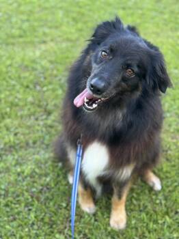 Max (Aussie) -  Australian Shepherd Dog for Adoption in Lucedale, Mississippi - Max (Aussie) | PetCurious