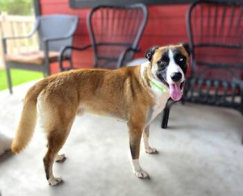 Odin -  Anatolian Shepherd and Catahoula Leopard Dog Dog for Adoption in Austin, Texas - Odin | PetCurious