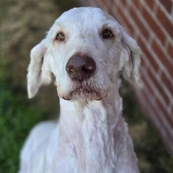 Labradoodle Dogs Available for Adoption in Normal, Illinois - Clyde | PetCurious