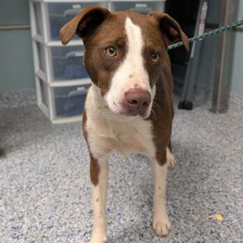 Mixed Breed Dogs Available for Adoption in Greenville, South Carolina - Cocco | PetCurious