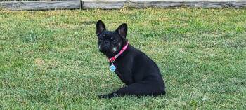 Rescue French Bulldog Dogs for Adoption in Chicago, Illinois - Betty Lavender | PetCurious