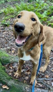 XYLOPHONE -  Golden Retriever and Labrador Retriever Dog for Adoption in Millerstown, Pennsylvania - XYLOPHONE | PetCurious