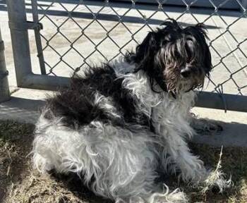 Rescue Shih Poo Dogs for Adoption in Las Vegas, Nevada - Pip | PetCurious