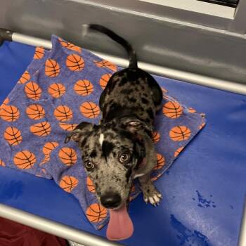 Lt Dan -  Mixed Breed Dog Available for Adoption - Lt Dan | PetCurious