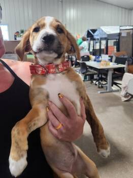 Rosie -  Mixed Breed Dog for Adoption in Papillion, Nebraska - Rosie | PetCurious