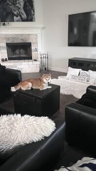 Matcha -  Shiba Inu Dog for Adoption in Santa Maria, California - Matcha | PetCurious