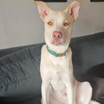 Willie Nelson -  Labrador Retriever and Husky Dog for Adoption in Austin, Texas - Willie Nelson | PetCurious