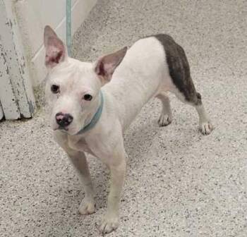 Dollop -  Pit Bull Terrier and Mixed Breed Dog for Adoption in Kansas City, Missouri - Dollop | PetCurious