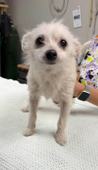 Chloe -  Chihuahua and Maltese Dog for Adoption in Semmes, Alabama - Chloe | PetCurious