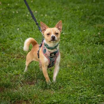 Rescue Chihuahua Dogs for Adoption in Lambertville, New Jersey - Ziggy | PetCurious