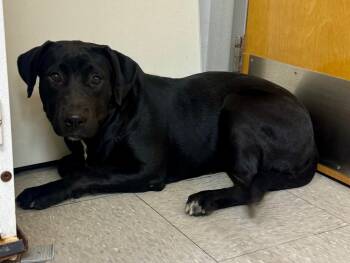 Rescue Labrador Retriever Dogs for Adoption in Sorrento, Louisiana - Fendi | PetCurious