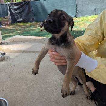 Captain Marvel -  Mixed Breed Dog for Adoption - Captain Marvel | PetCurious