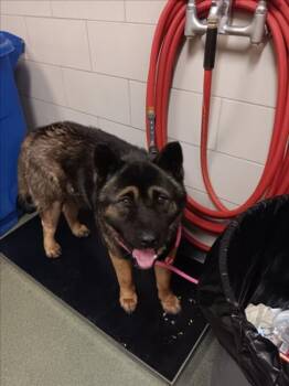 Mixed Breed Dogs Available for Adoption - KUMA | PetCurious