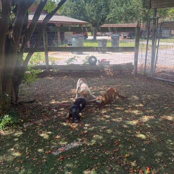 Francis -  Great Pyrenees Dog for Adoption in Austin, Texas - Francis | PetCurious