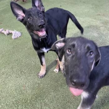 Hot Pups - 2 Girls -  German Shepherd Dog Dog for Adoption in Dallas, Texas - Hot Pups - 2 Girls | PetCurious