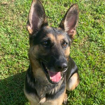Ruby -  German Shepherd Dog Dog for Adoption in Centerville, Tennessee - Ruby | PetCurious