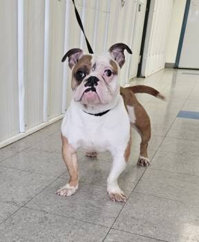 Rescue Fox Terrier Dogs for Adoption in Freeport, Illinois - Hulk | PetCurious