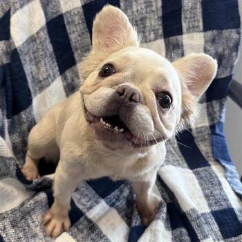 Dolly Pupton -  French Bulldog Dog for Adoption in Long Beach, California - Dolly Pupton | PetCurious