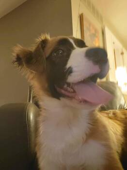 Boxer Dogs Available for Adoption in Monticello, New York - Weaver | PetCurious