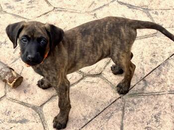 Plott Hound and Labrador Retriever Dogs Available for Adoption - Cincy | PetCurious