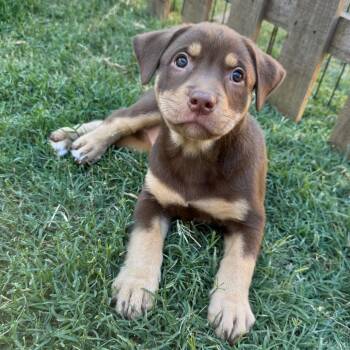 Brownie -  Mixed Breed Dog for Adoption in Redwood Valley, California - Brownie | PetCurious