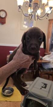 Mothers Craving : Sorbet -  Dachshund and Beagle Dog for Adoption in Aurora, Indiana - Mothers Craving : Sorbet | PetCurious