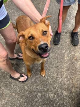 Mattyboy -  Mixed Breed Dog for Adoption in Douglasville, Georgia - Mattyboy | PetCurious