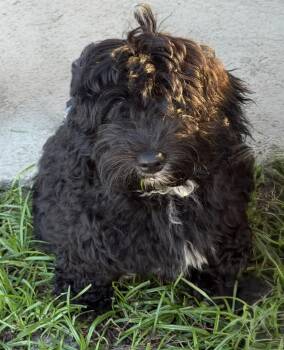 Calvin -  Aussiedoodle Dog for Adoption in Alafaya, Florida - Calvin | PetCurious
