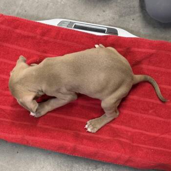 Iron Man -  Mixed Breed Dog for Adoption in Las Cruces, New Mexico - Iron Man | PetCurious