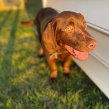 Nala -  Chocolate Labrador Retriever Dog for Adoption in Bristol, Indiana - Nala | PetCurious