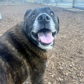 Rescue Mixed Breed Dogs for Adoption in Oakland, California - Harry | PetCurious