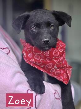 Chihuahua Dogs Available for Adoption in Walthill, Nebraska - Zoey | PetCurious