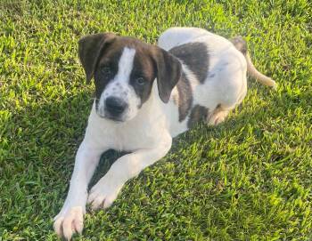 Finny -  Hound Dog for Adoption in Glocester, Rhode Island - Finny | PetCurious