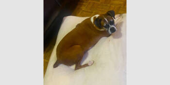 Rescue Boxer Dogs for Adoption in Hewitt, Texas - Xena - SIlver Heart | PetCurious