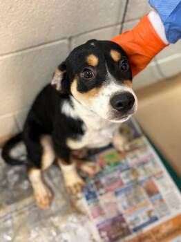 Sourdough -  Affenpinscher Dog for Adoption in Nacogdoches, Texas - Sourdough | PetCurious